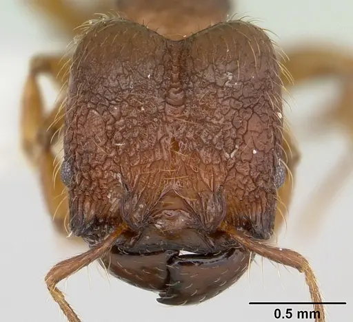 Pheidole sigillata specimen