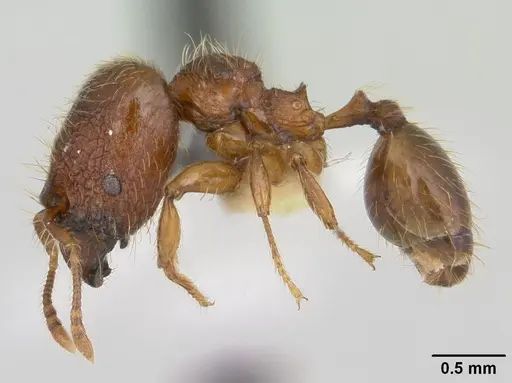 Pheidole sigillata specimen