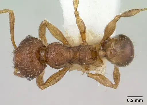 Pheidole sigillata - CASENT0178056