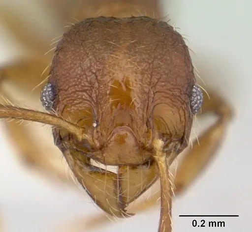 Pheidole sigillata - CASENT0178056