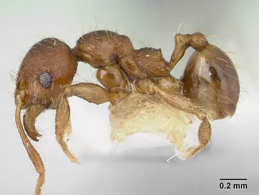 Pheidole sigillata - CASENT0178056