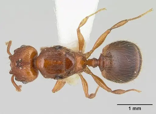 Pheidole sigillata - CASENT0178057