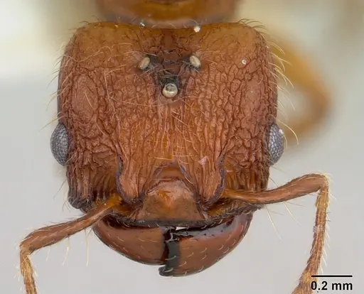 Pheidole sigillata - CASENT0178057