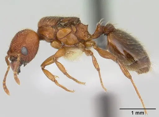 Pheidole sigillata - CASENT0178057