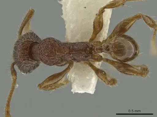 Pheidole sigillata - CASENT0645873
