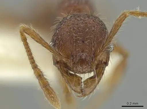 Pheidole sigillata - CASENT0645873