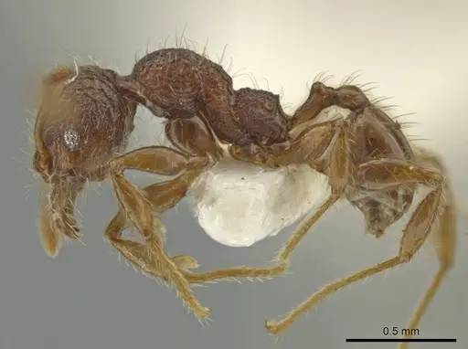 Pheidole sigillata - CASENT0645873