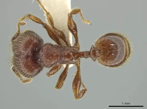 Pheidole sigillata - JTLC000016529
