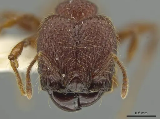 Pheidole sigillata - JTLC000016529