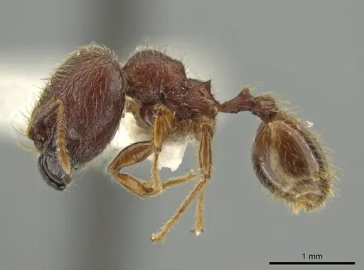 Pheidole sigillata - JTLC000016529