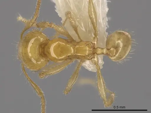 Pheidole similigena specimen