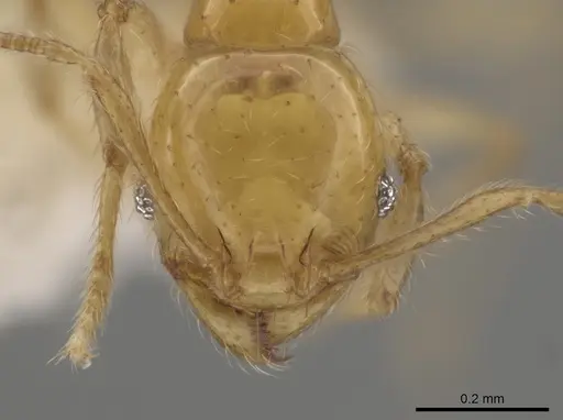 Pheidole similigena specimen