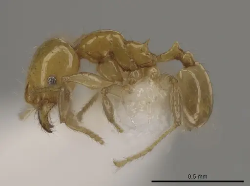 Pheidole similigena specimen