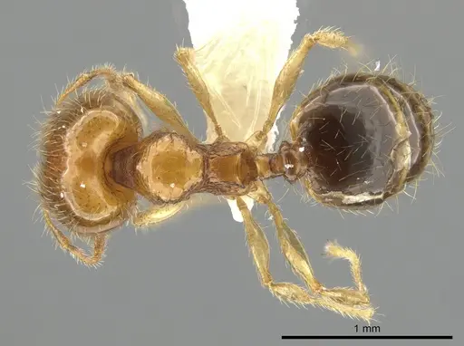 Pheidole similigena - CASENT0633916