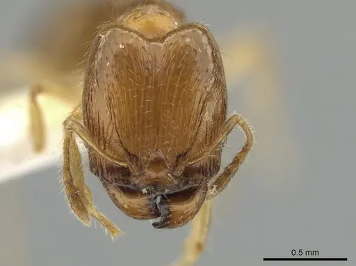 Pheidole similigena - CASENT0633916