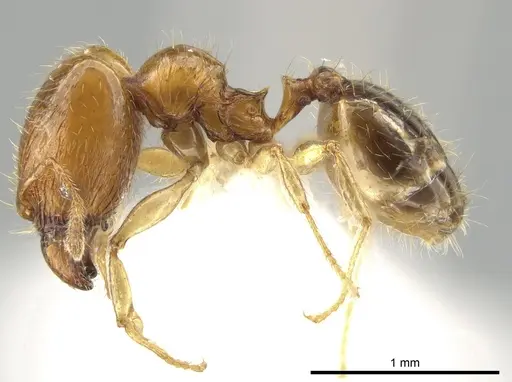 Pheidole similigena - CASENT0633916