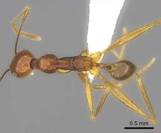 Pheidole similis specimen