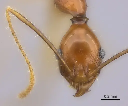 Pheidole similis specimen