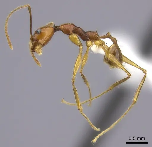 Pheidole similis specimen
