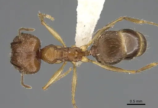 Pheidole similis - CASENT0427852