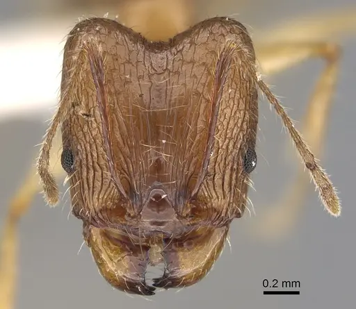 Pheidole similis - CASENT0427852