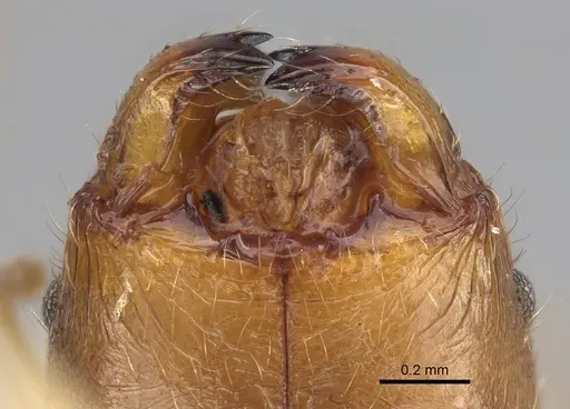 Pheidole similis - CASENT0427852