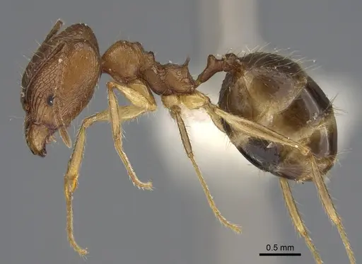 Pheidole similis - CASENT0427852