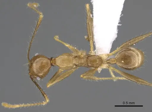 Pheidole similis - CASENT0427853