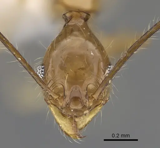 Pheidole similis - CASENT0427853