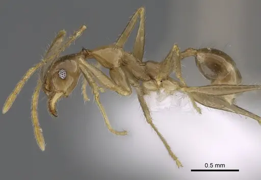 Pheidole similis - CASENT0427853