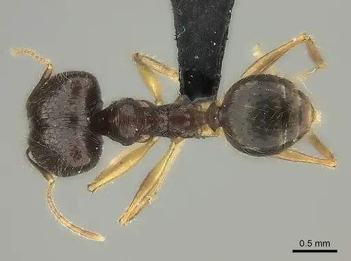 Pheidole similis - CASENT0463103