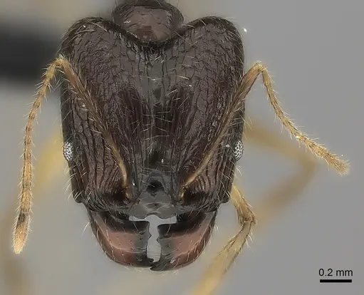 Pheidole similis - CASENT0463103