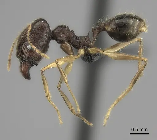 Pheidole similis - CASENT0463103