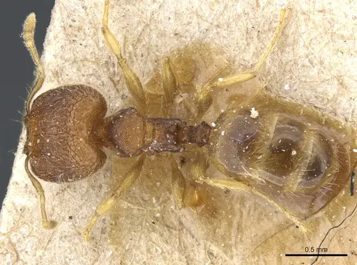 Pheidole simoni specimen