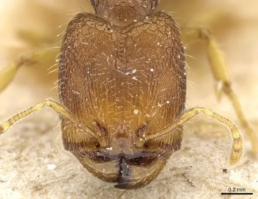 Pheidole simoni specimen