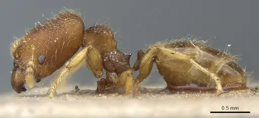 Pheidole simoni specimen