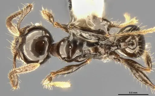 Pheidole simonsi specimen