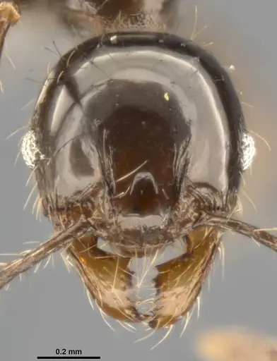Pheidole simonsi specimen
