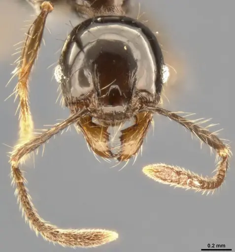 Pheidole simonsi specimen