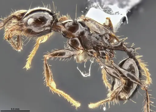 Pheidole simonsi - CASENT0283070