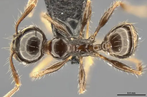 Pheidole simonsi - CASENT0283444