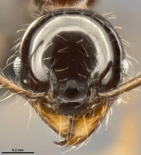 Pheidole simonsi - CASENT0283444