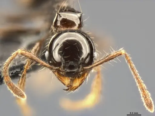 Pheidole simonsi - CASENT0283444