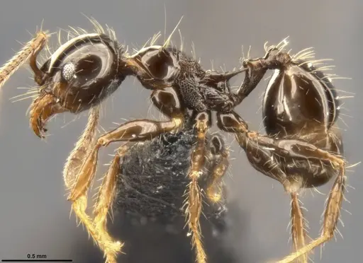 Pheidole simonsi - CASENT0283444