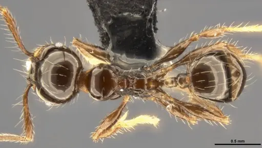 Pheidole simonsi - CASENT0283445