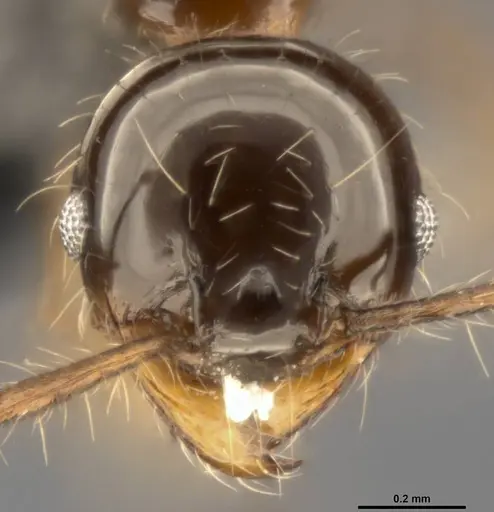 Pheidole simonsi - CASENT0283445