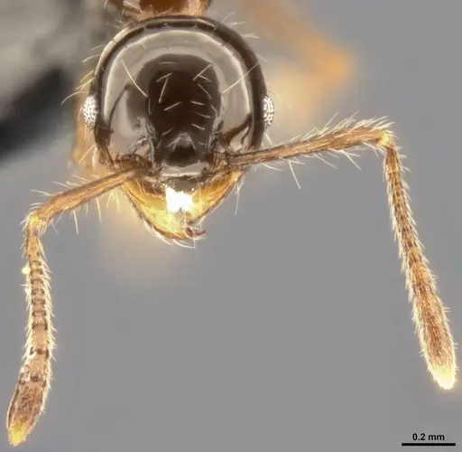 Pheidole simonsi - CASENT0283445