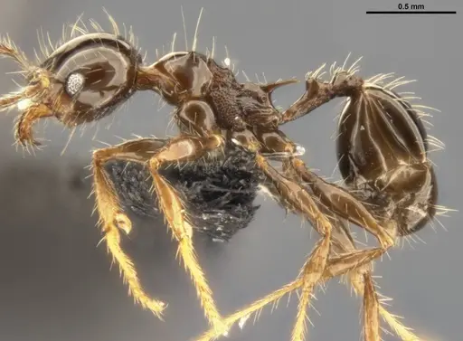 Pheidole simonsi - CASENT0283445