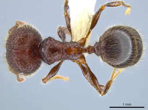 Pheidole simonsi - CASENT0633448