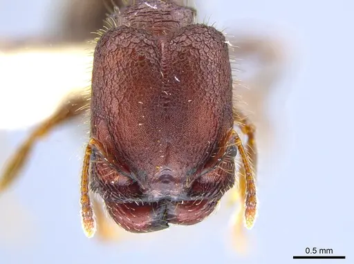 Pheidole simonsi - CASENT0633448